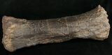 Sauropod (Diplodocus) Metatarsal - On Stand #10131-2